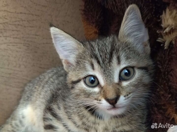 Котики бесплатно