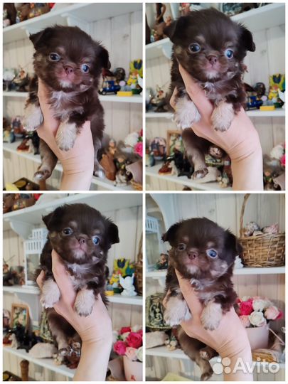 Супер детки чихуахуа элита