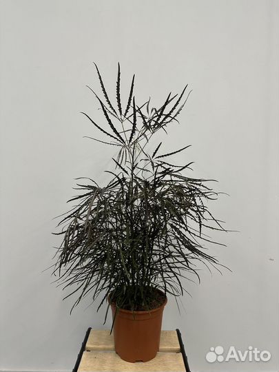 Шеффлера дизиготика