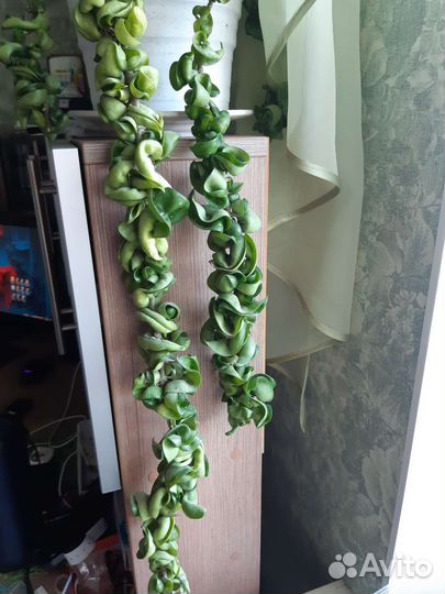 Хойя компакта