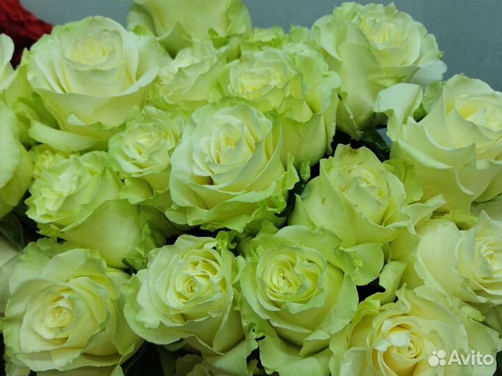 Розы Эквадор премиум