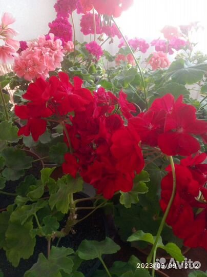 Пеларгония