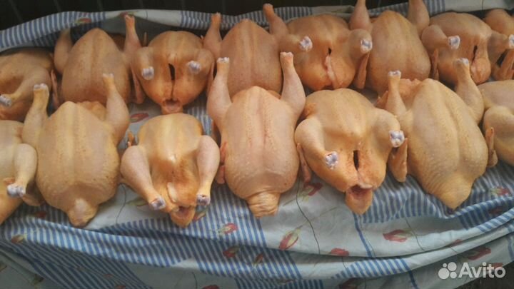 Куры домашние