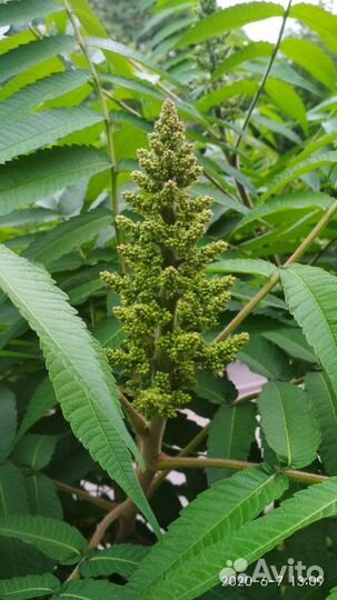 Саженцы Сумах уксусный красный