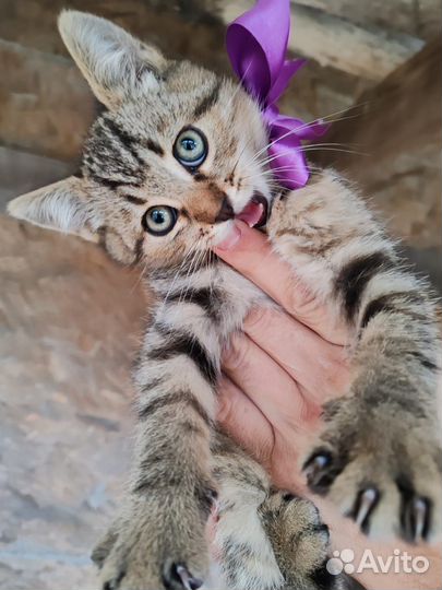 Кошка в дар