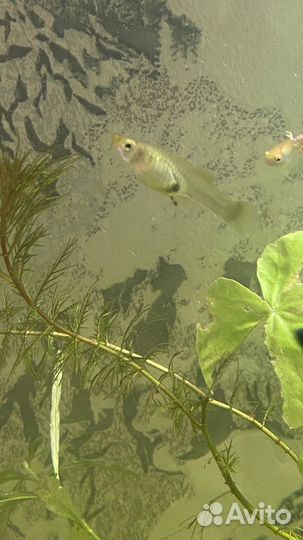 Аквариумные рыбки гуппи