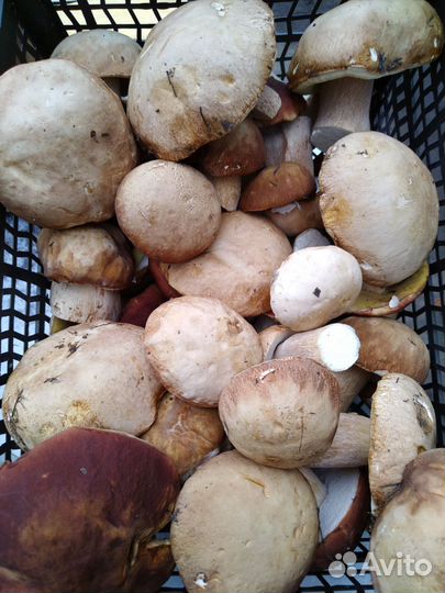 Белые грибы свежие