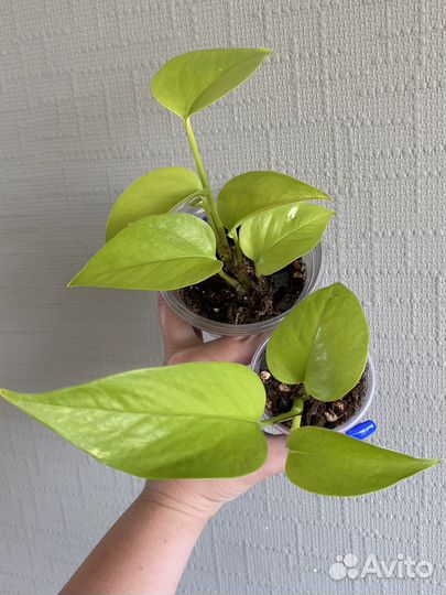 Сциндапсусы и Эпипремеум Неон