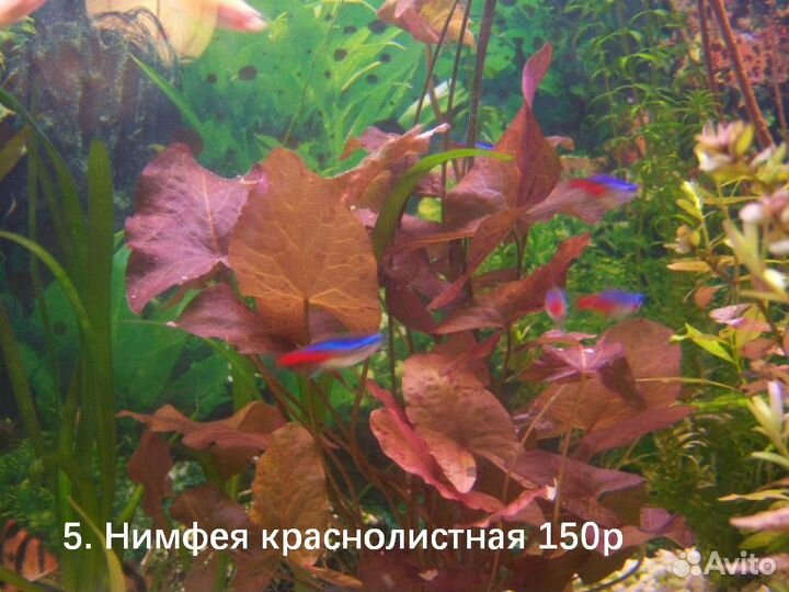 Аквариумные растения