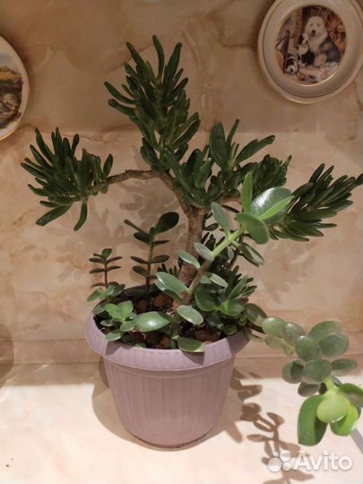 Крассула Хоббит +Толстянка денежное дерево