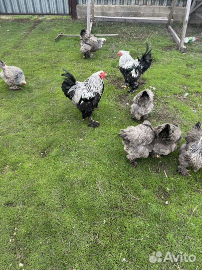 Петух брама