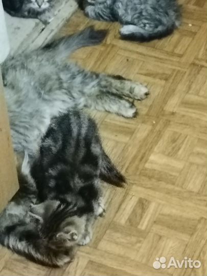 Кошки в добрые руки бесплатно