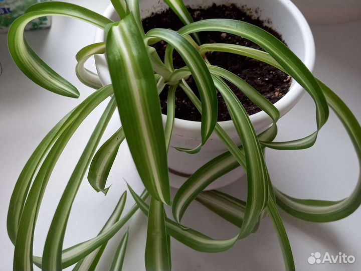 Хлорофитум кудрявый