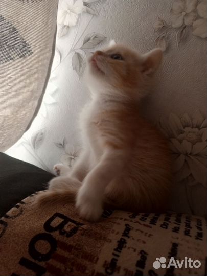 Кошка