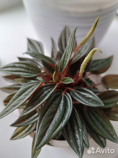 Пеперомия россо