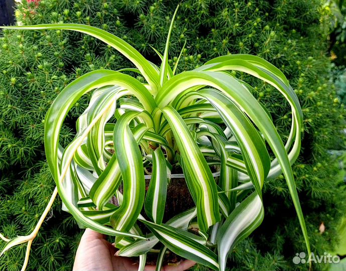 Хлорофитум кудрявый Бонни