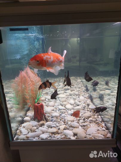 Аквариум на 300 литров