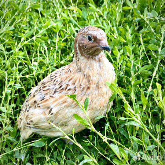 Перепела фараон феникс техас смокинговые