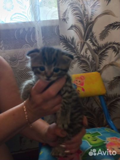 Кошка в дар бесплатно