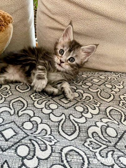 Котята мейн-кун