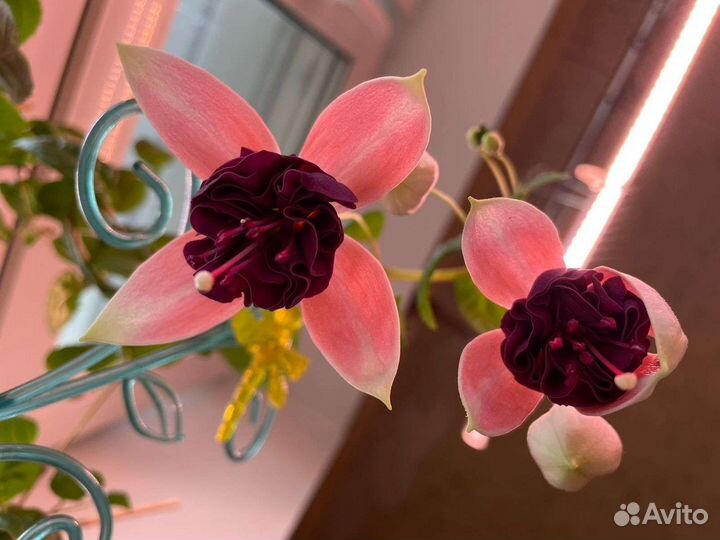 Kasteel van love, Alice Nahon и др