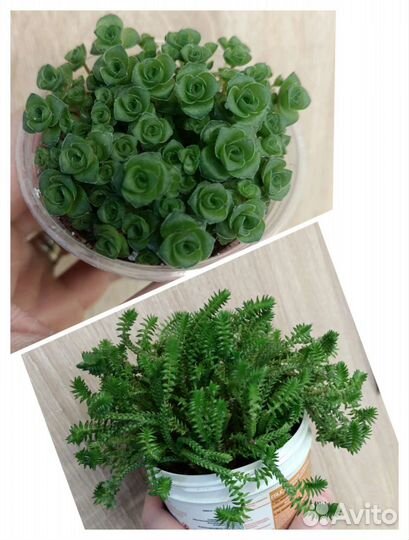 Суккуленты