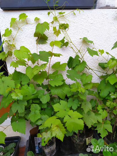 Саженцы винограда / рассада / 3 сорта