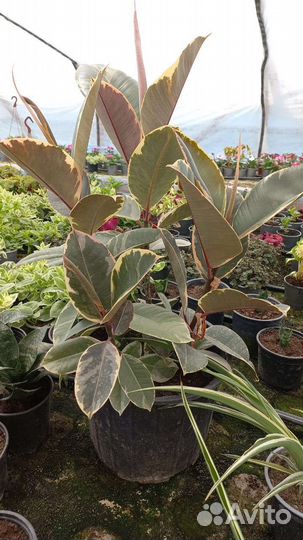 Фикус в ассортименте