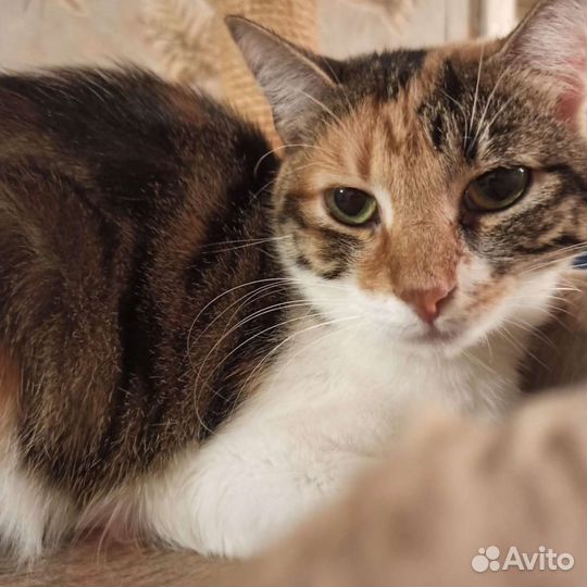 Герда в поисках дома