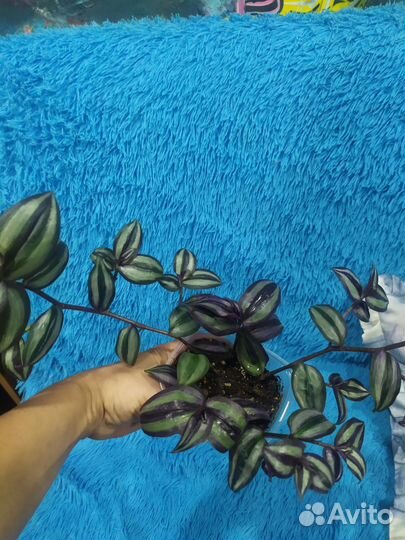 Традесканция