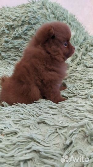 Щенки шпица померанцы медвежата