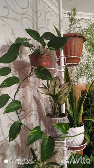 Комнатные домашние растения