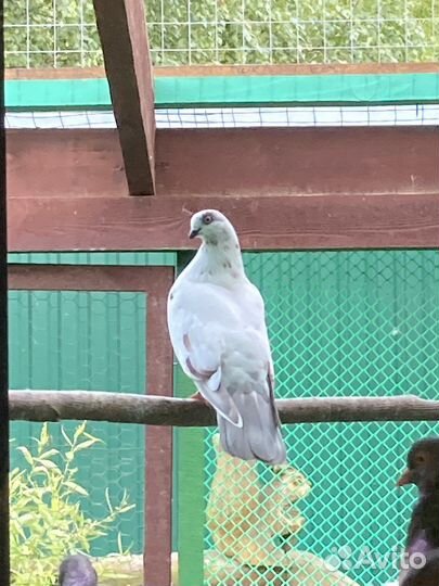 Продажа голубей