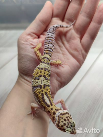 Геккон эублефар