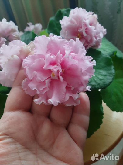 Фиалка цветущая в горшке