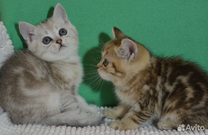 Британцы цветные