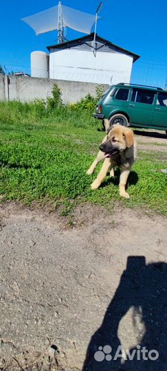 Щенки в добрые руки