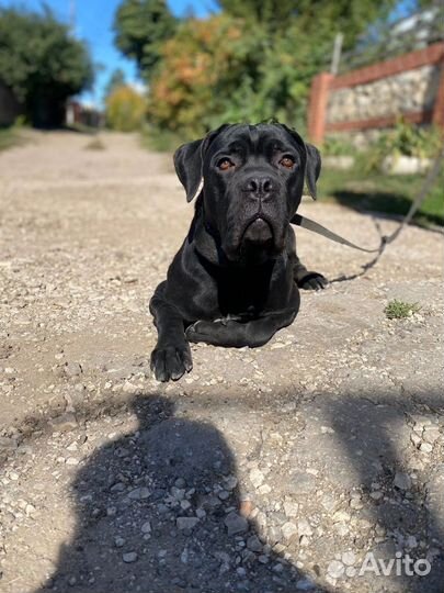 Собака кане Корсо