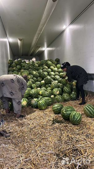 Арбуз оптом