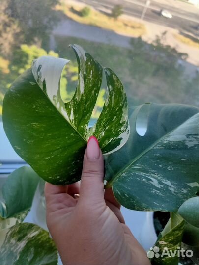 Монстера альба