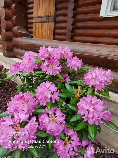 Рододендрон вечнозеленый