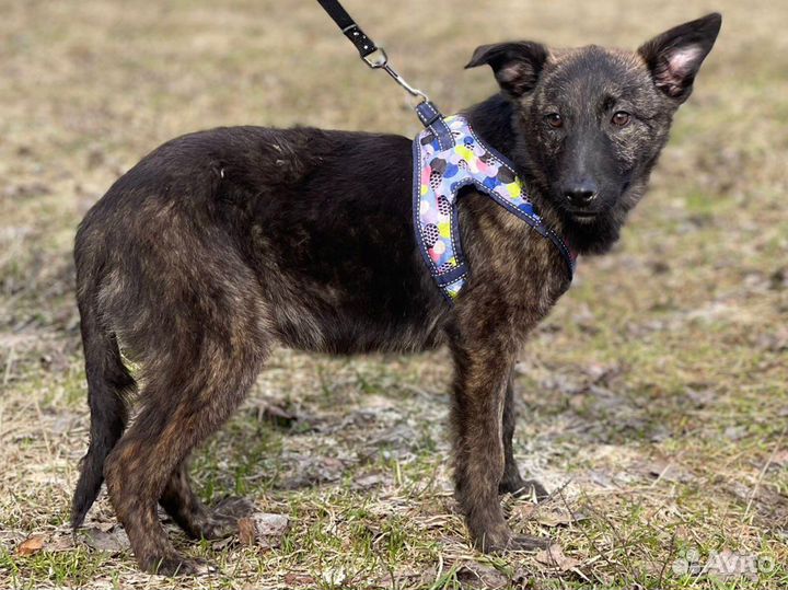 Щенок с тигровой шубкой в дар