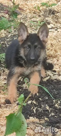 Немецкая овчарка детки с РКФ и без