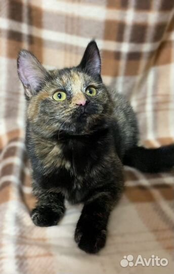 Чудесная кошечка - мурчалка