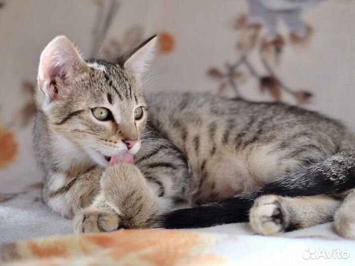 Котёнок мальчик