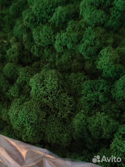 Флорариум Бетонный горшок