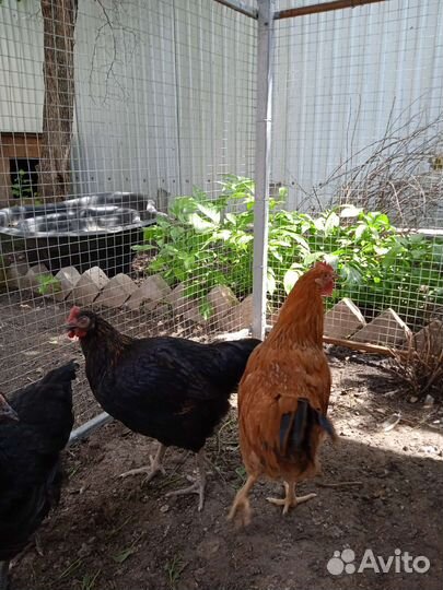 Молодые петухи