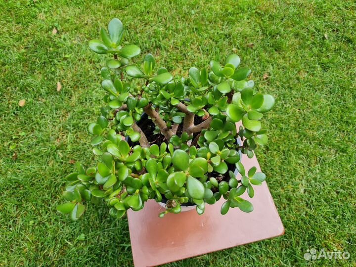 Денежное дерево (толстянка) большое, 2 штуки