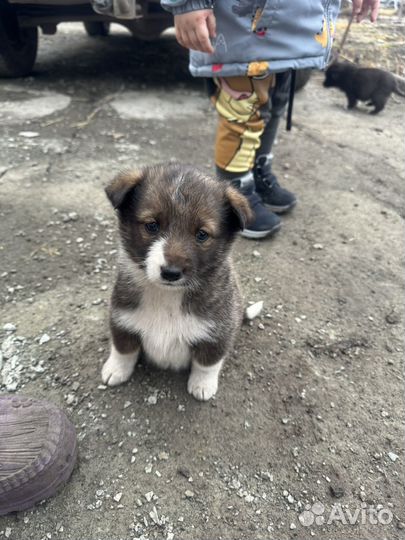 Собака в добрые руки отдам бесплатно щенки