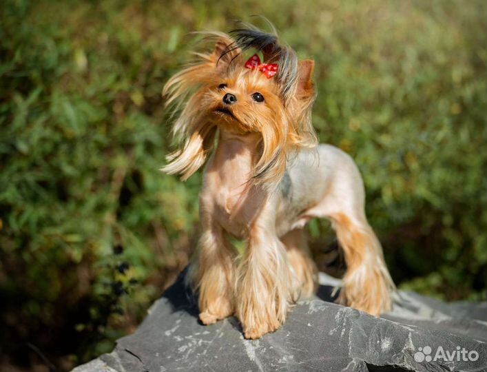 Йоркширский терьер